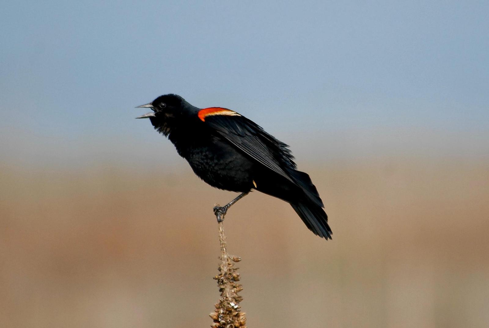 Red-winged Blackbird (Red-winged) Photo by Tom Ford-Hutchinson
