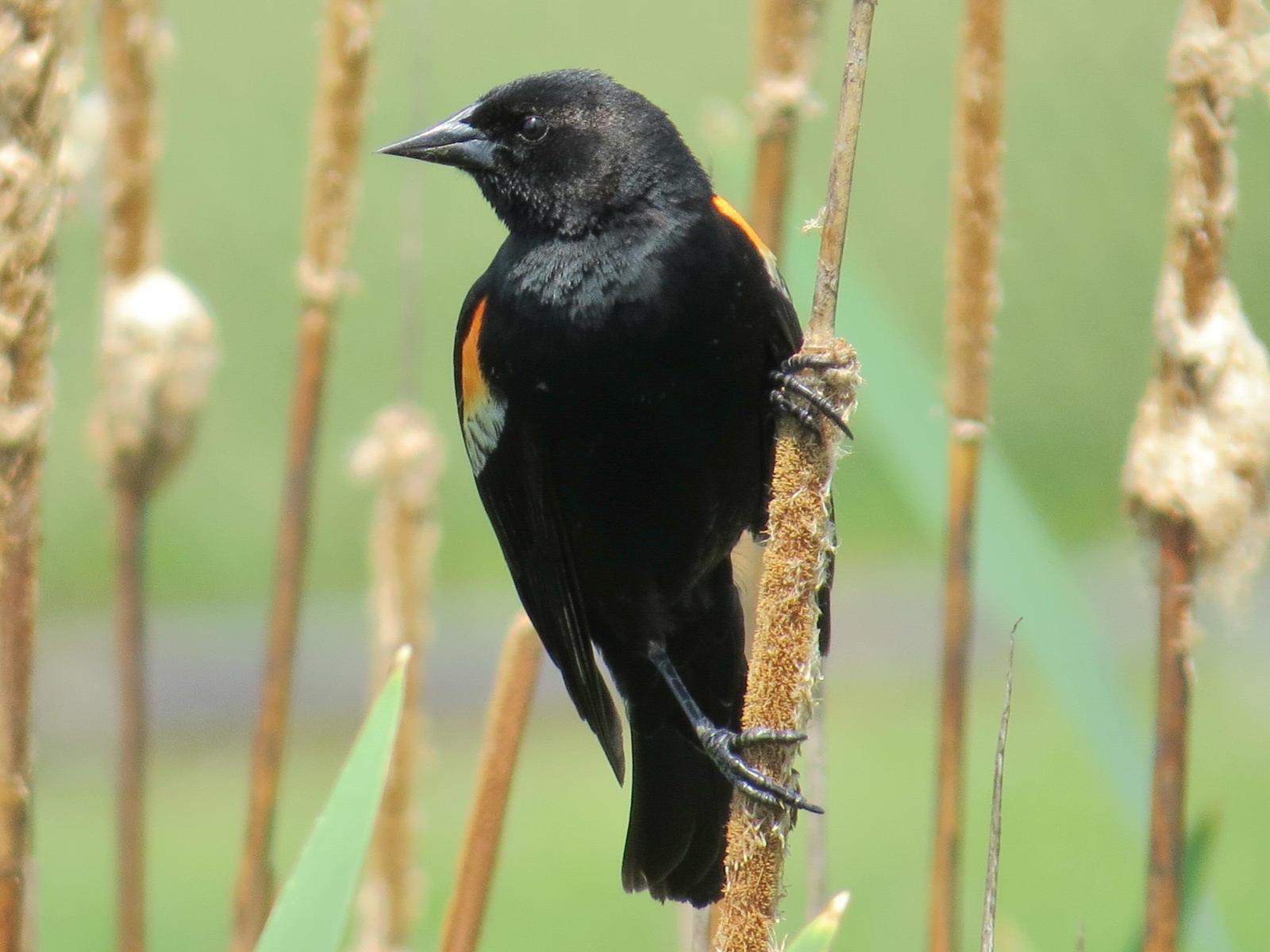 Red-winged Blackbird (Red-winged) Photo by Kathy Wooding