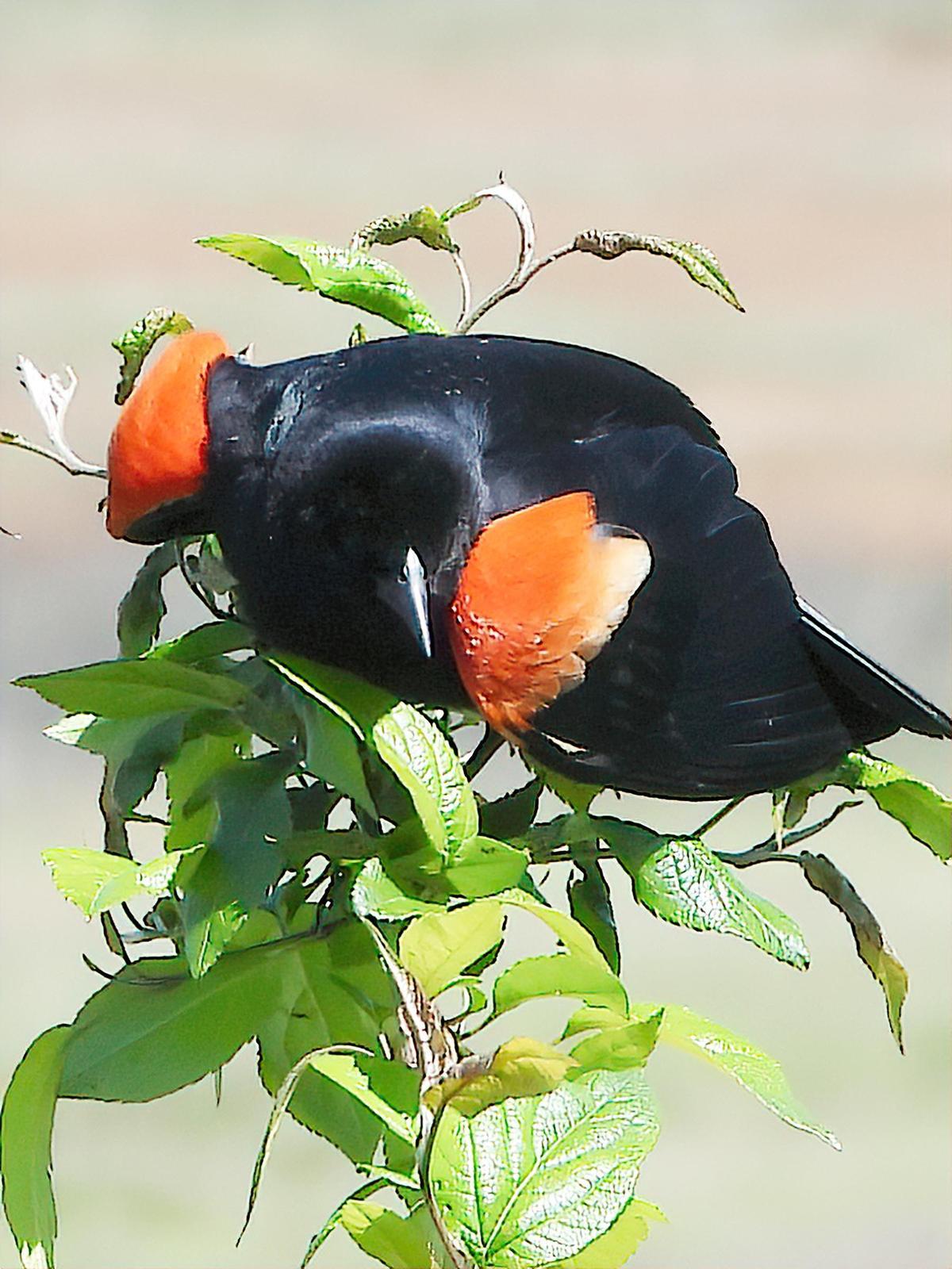 Red-winged Blackbird (Red-winged) Photo by Dan Tallman