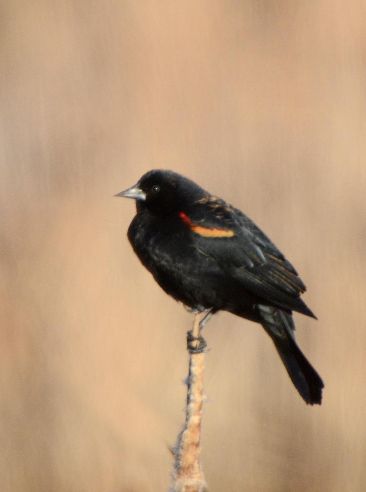 Red-winged Blackbird (Red-winged) Photo by Steven Mlodinow