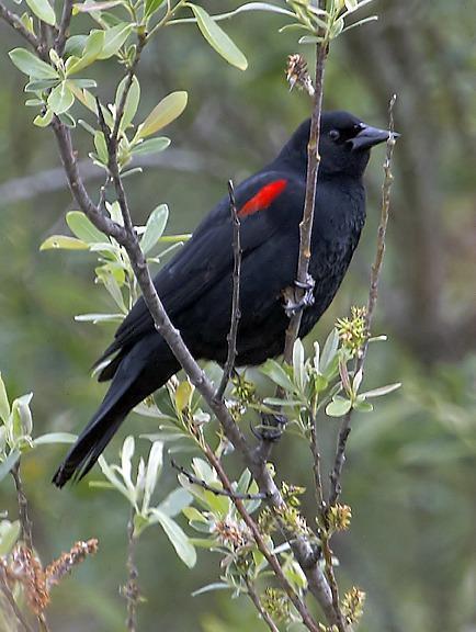 Red-winged Blackbird (California Bicolored) Photo by Dan Tallman