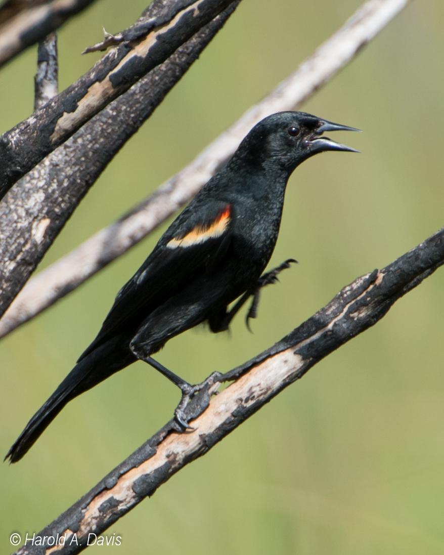 Red-shouldered Blackbird Photo by Harold Davis