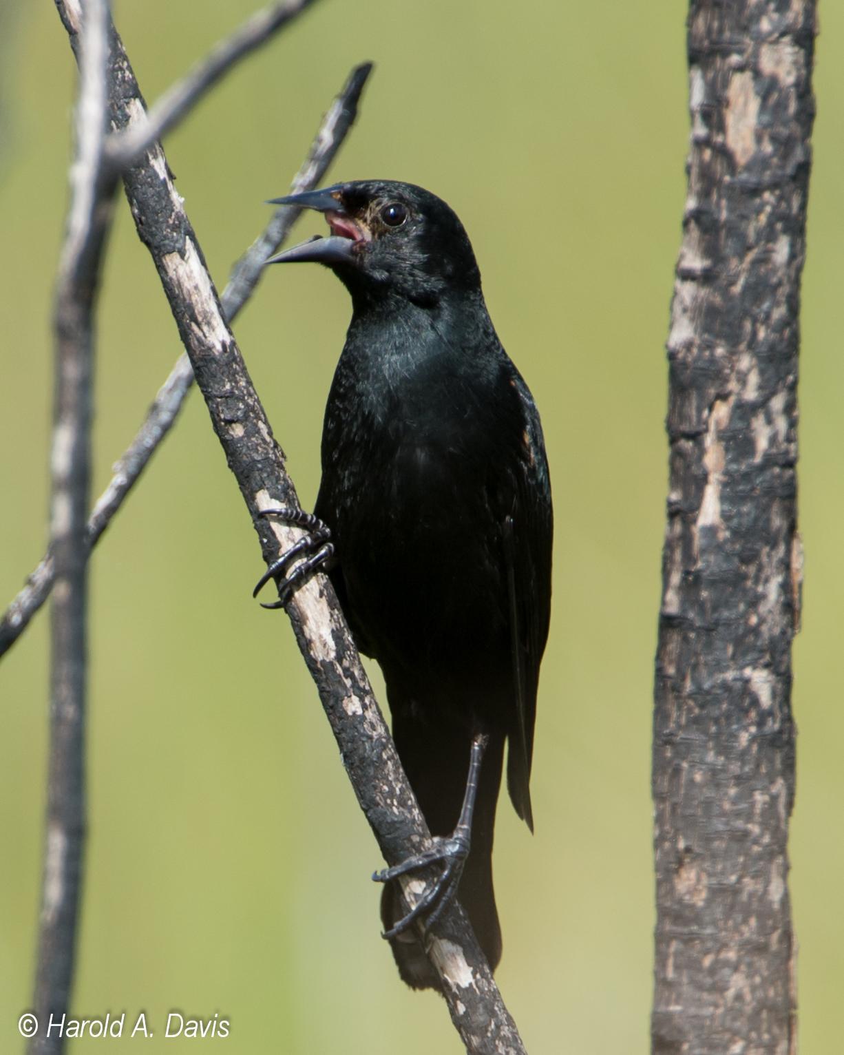 Red-shouldered Blackbird Photo by Harold Davis