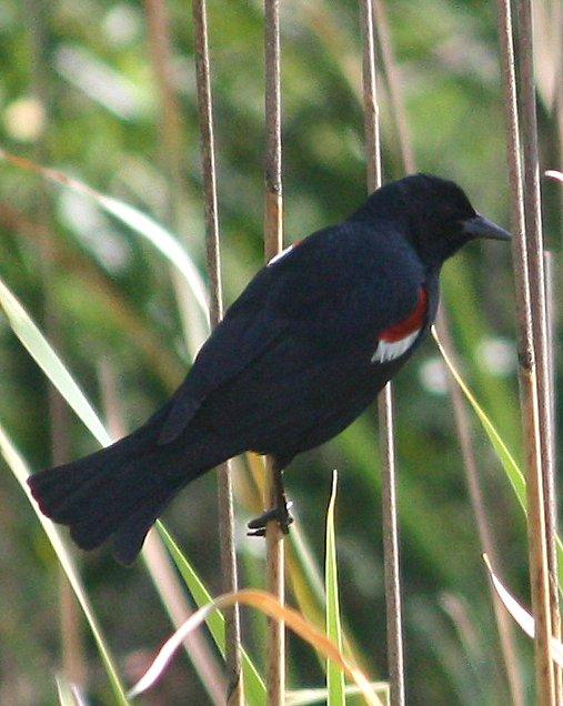 Tricolored Blackbird Photo by Andrew Core
