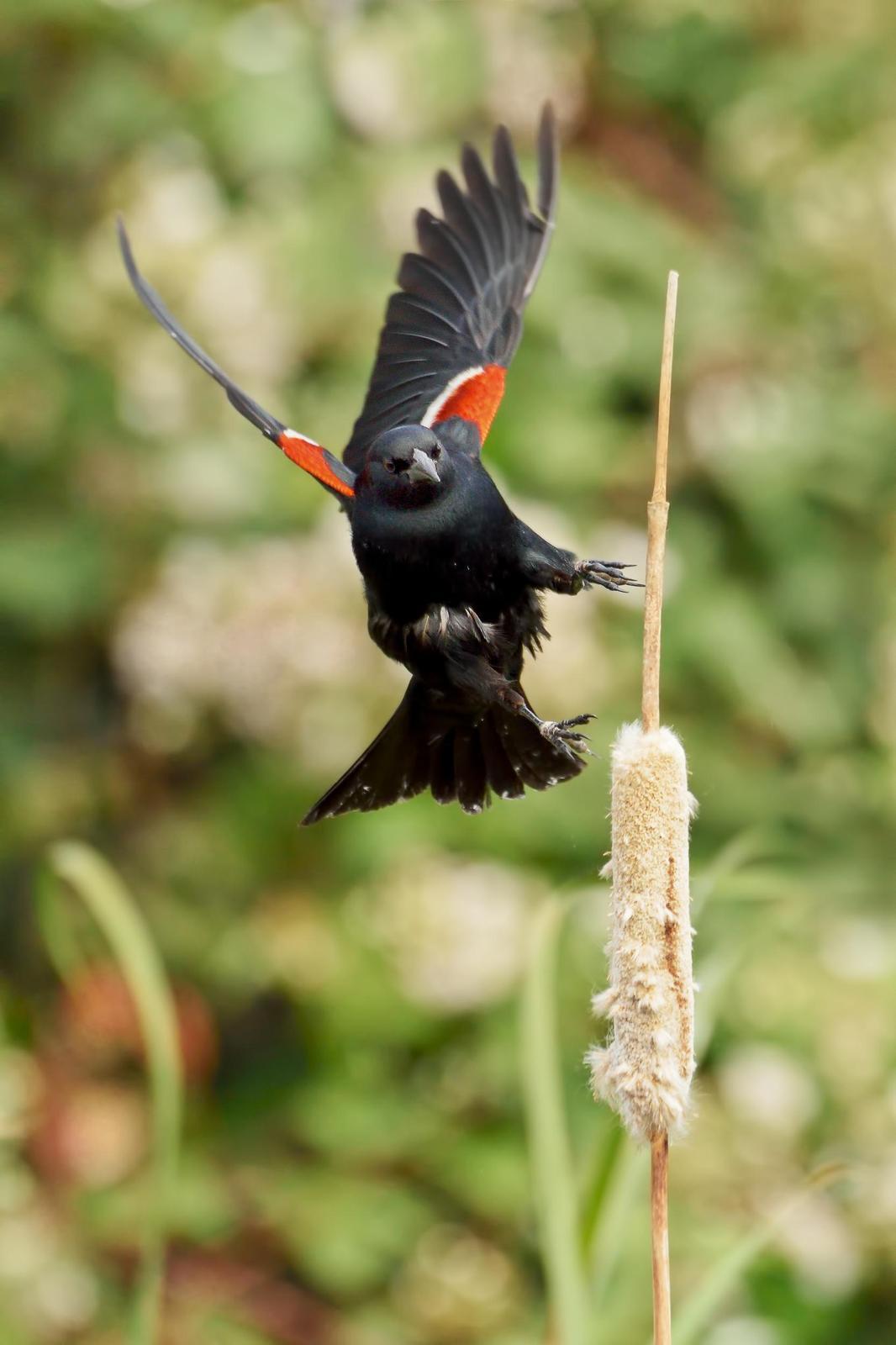 Tricolored Blackbird Photo by Dan Brown