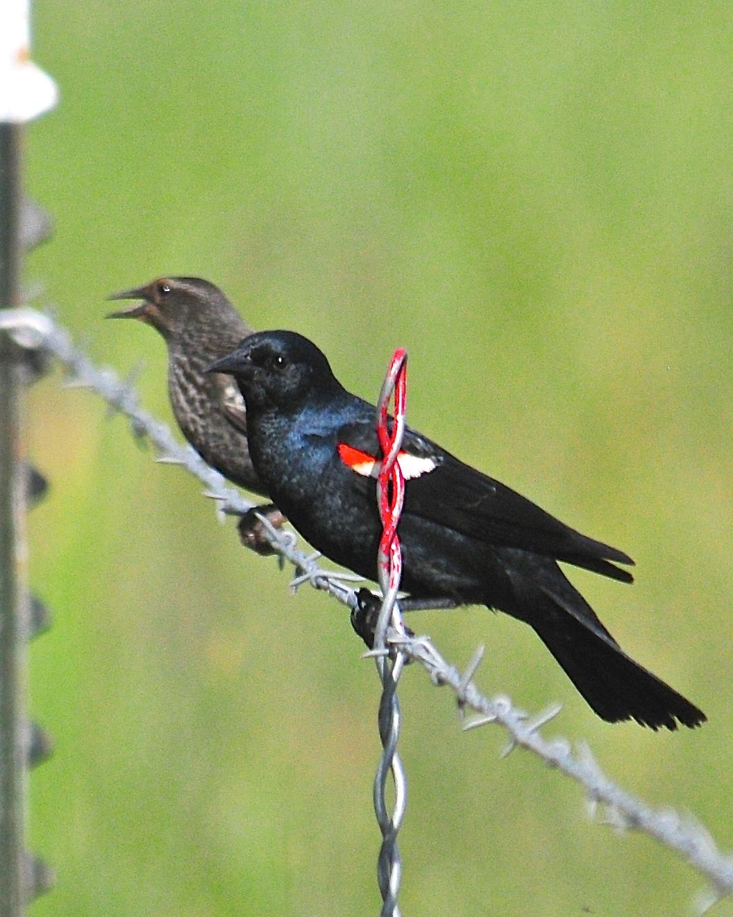 Tricolored Blackbird Photo by Gerald Friesen