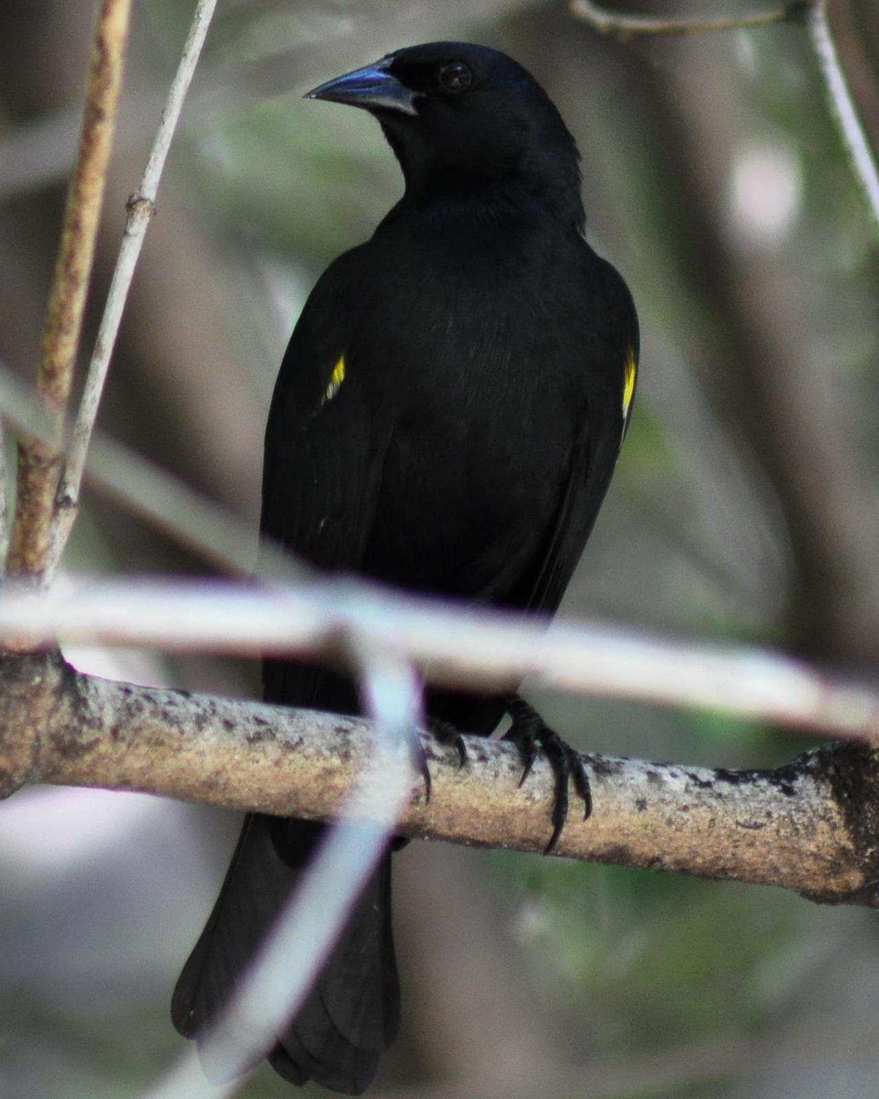 Yellow-shouldered Blackbird Photo by Kyle Kittelberger