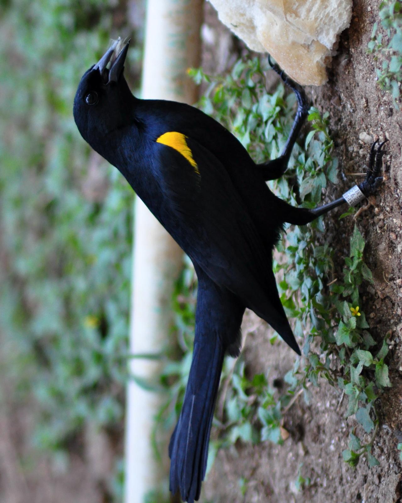 Yellow-shouldered Blackbird Photo by Kyle Kittelberger