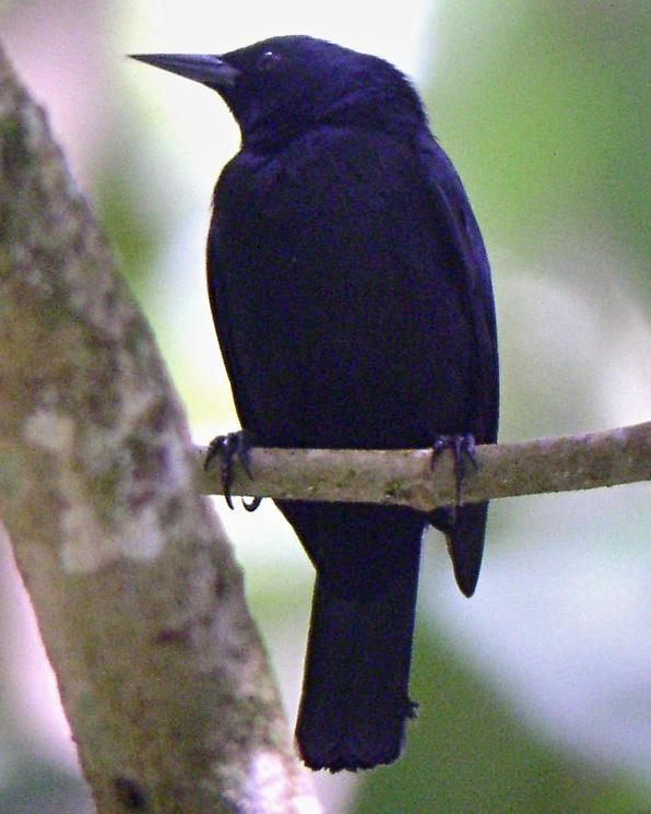 Jamaican Blackbird Photo by Richard C. Hoyer