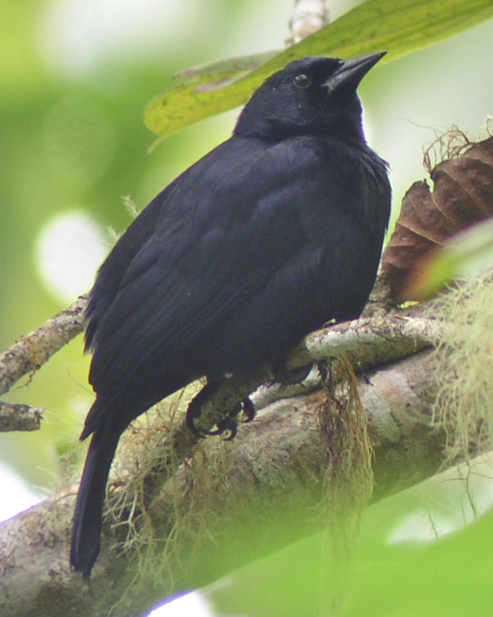 Jamaican Blackbird Photo by Richard C. Hoyer