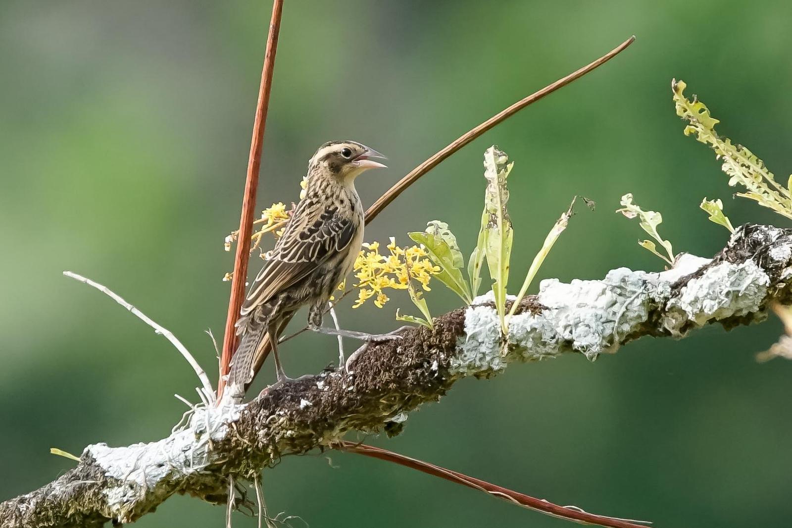 Red-breasted Meadowlark Photo by Gerald Hoekstra