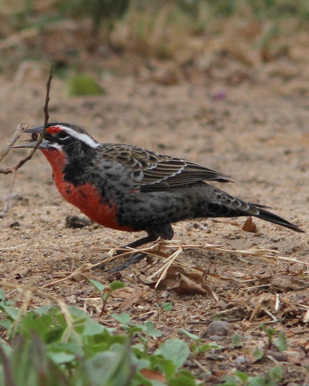 Long-tailed Meadowlark Photo by Marcelo Padua