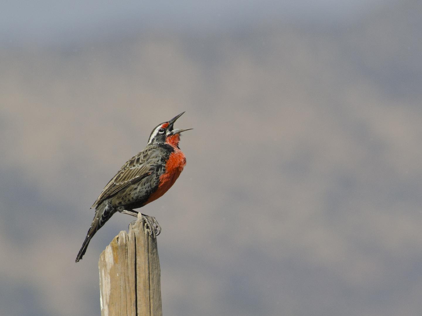 Long-tailed Meadowlark Photo by Cristian  Pinto