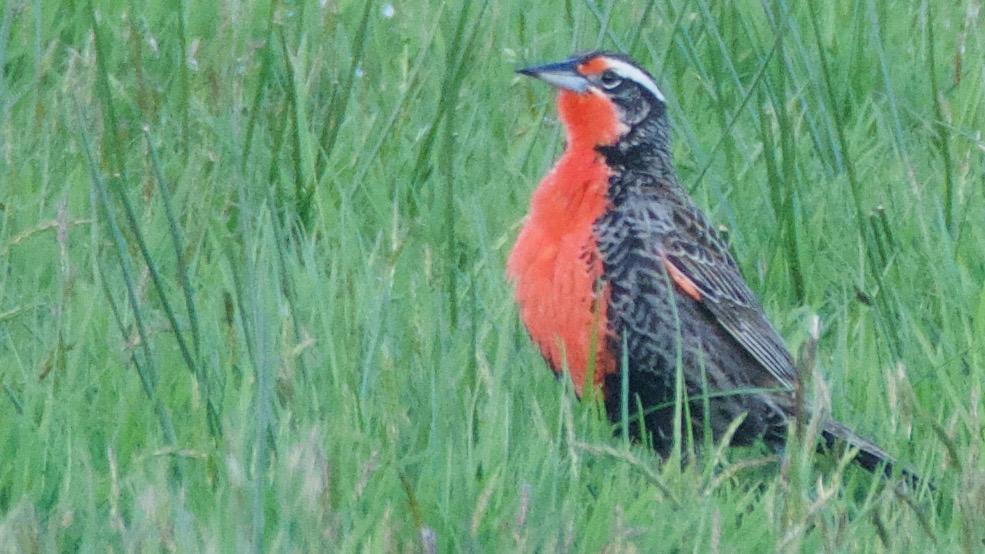 Long-tailed Meadowlark Photo by Susan Leverton