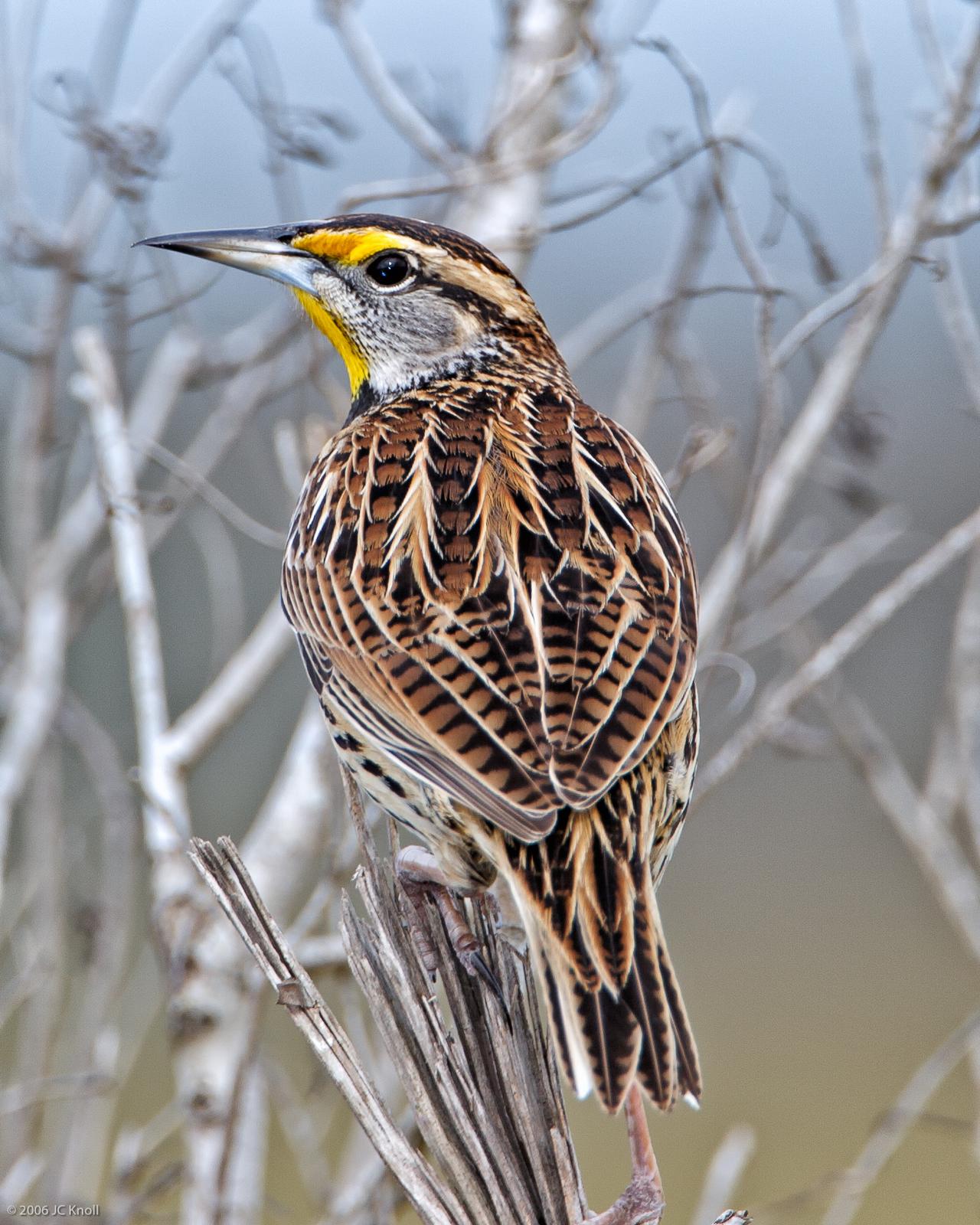 Eastern Meadowlark Photo by JC Knoll
