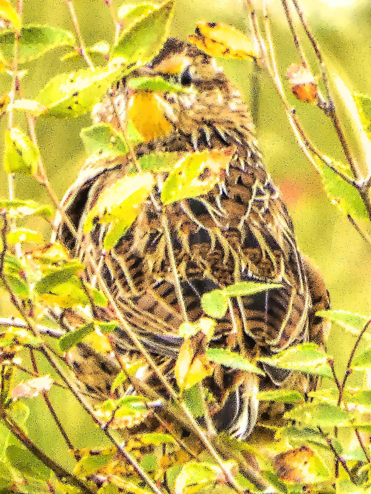 Eastern Meadowlark Photo by Dan Tallman