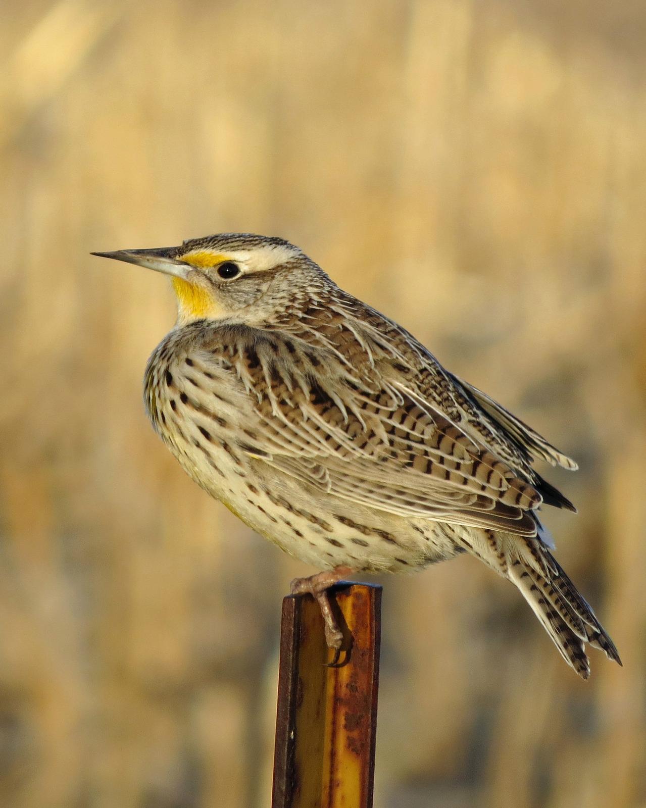 Western Meadowlark Photo by Kelly Preheim