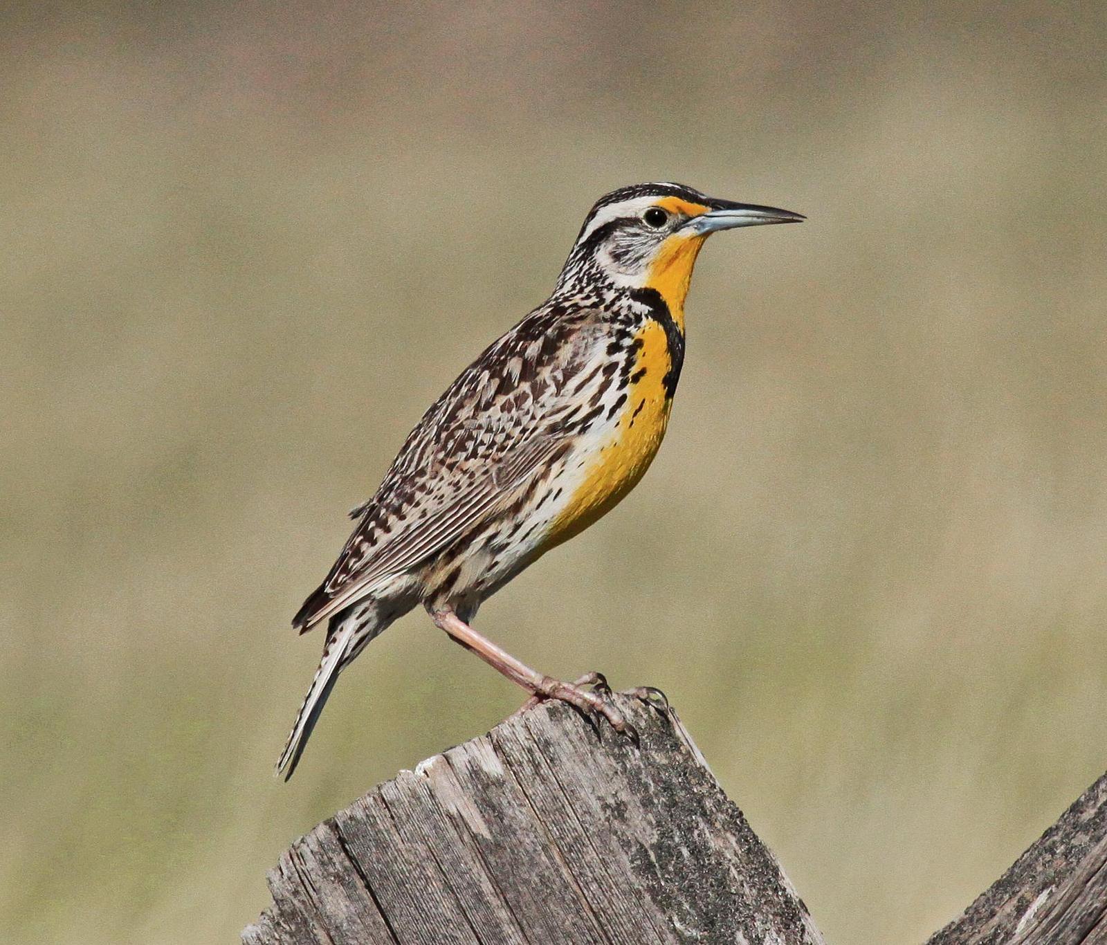 Western Meadowlark Photo by Jim  Murray