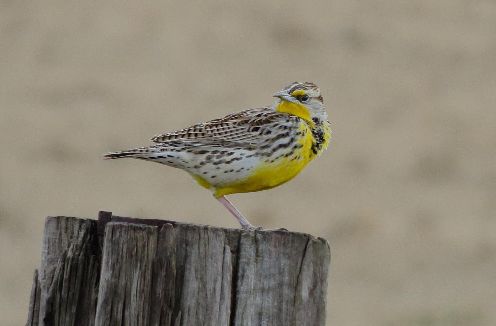 Western Meadowlark Photo by Kent Jensen