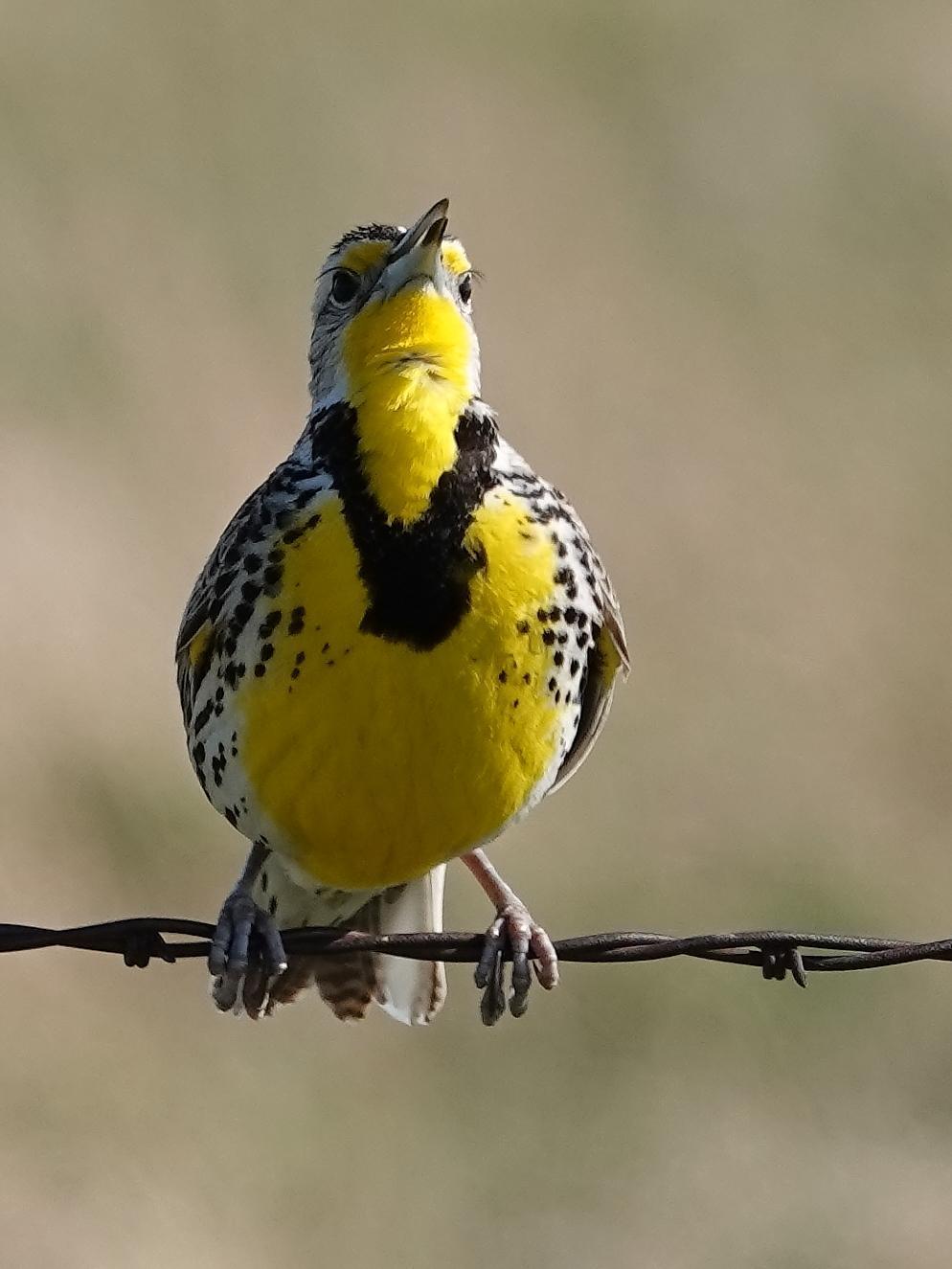 Western Meadowlark Photo by Kent Jensen