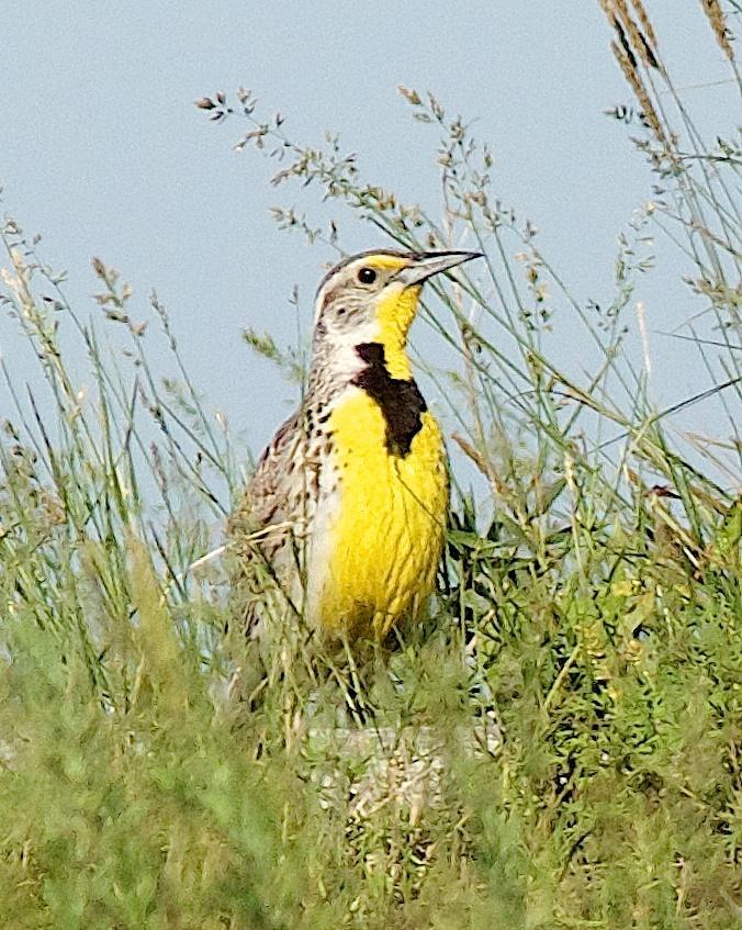 Western Meadowlark Photo by Gerald Hoekstra