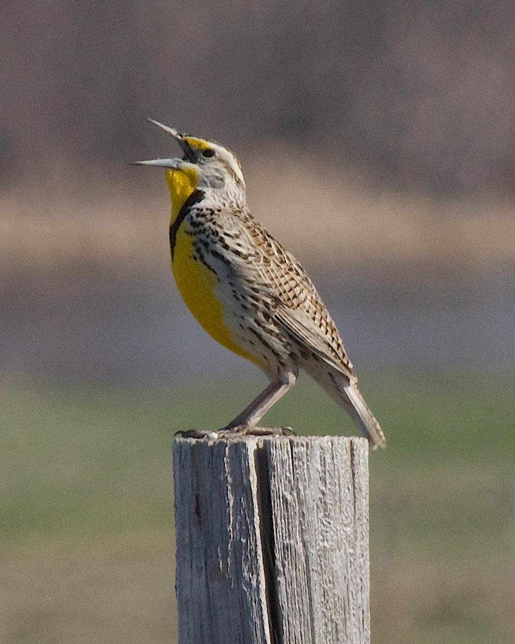 Western Meadowlark Photo by Gerald Hoekstra