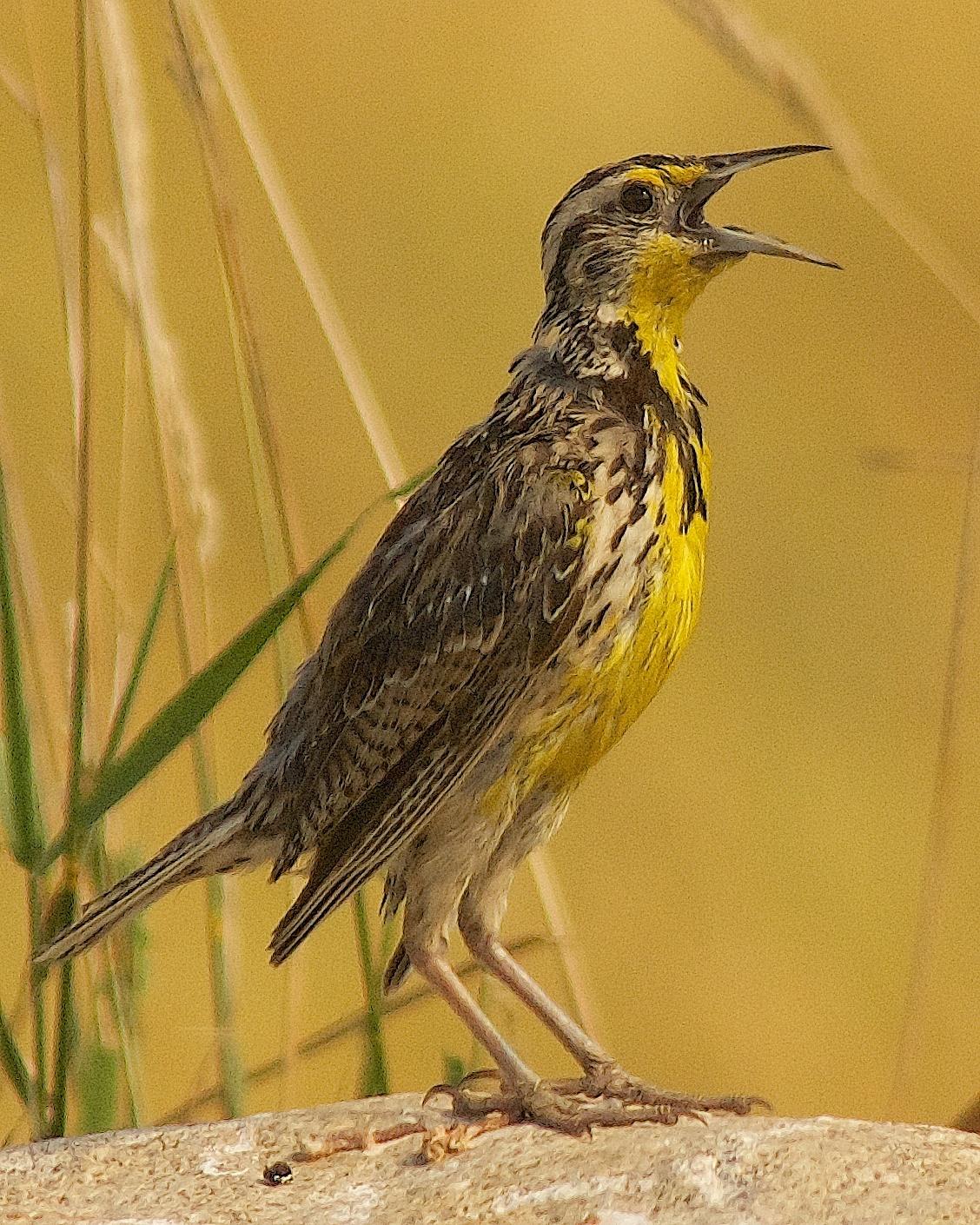 Western Meadowlark Photo by Gerald Hoekstra