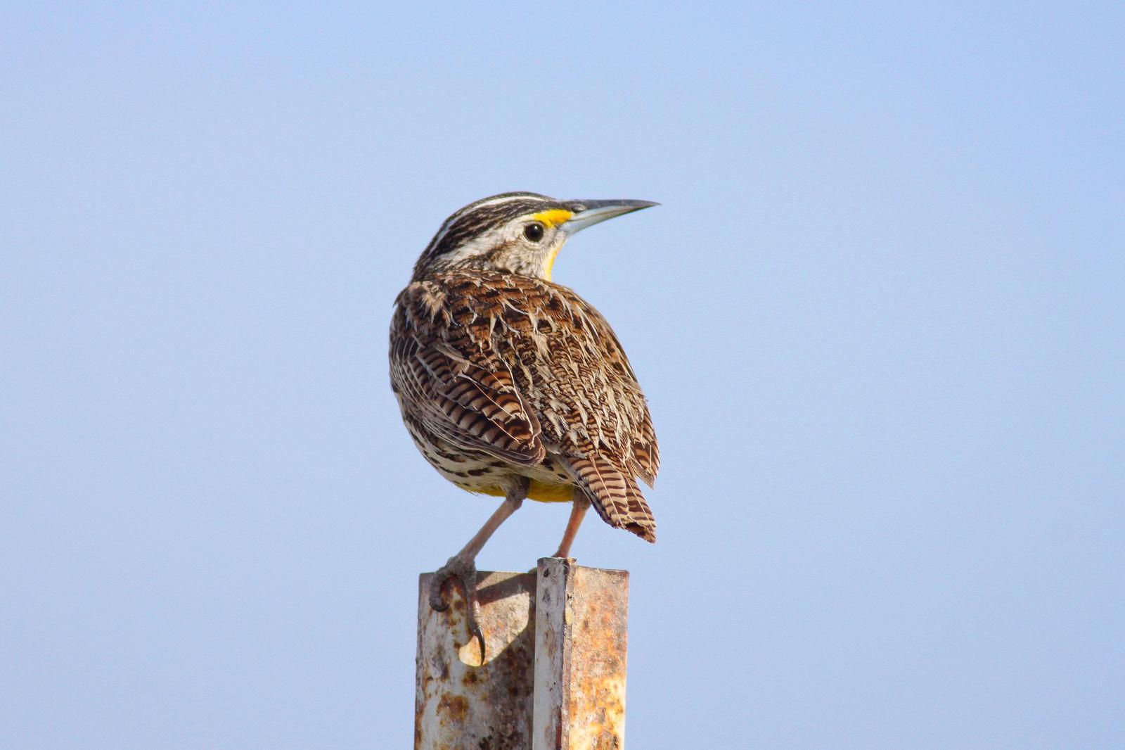 Western Meadowlark Photo by Tom Ford-Hutchinson