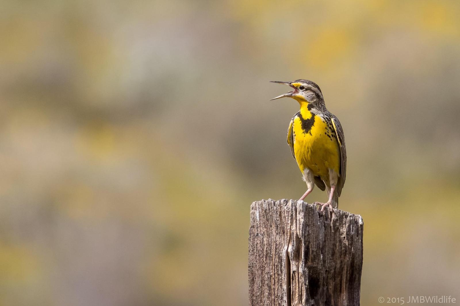 Western Meadowlark Photo by Jeff Bray