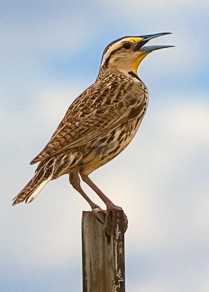 Western Meadowlark Photo by Mason Rose