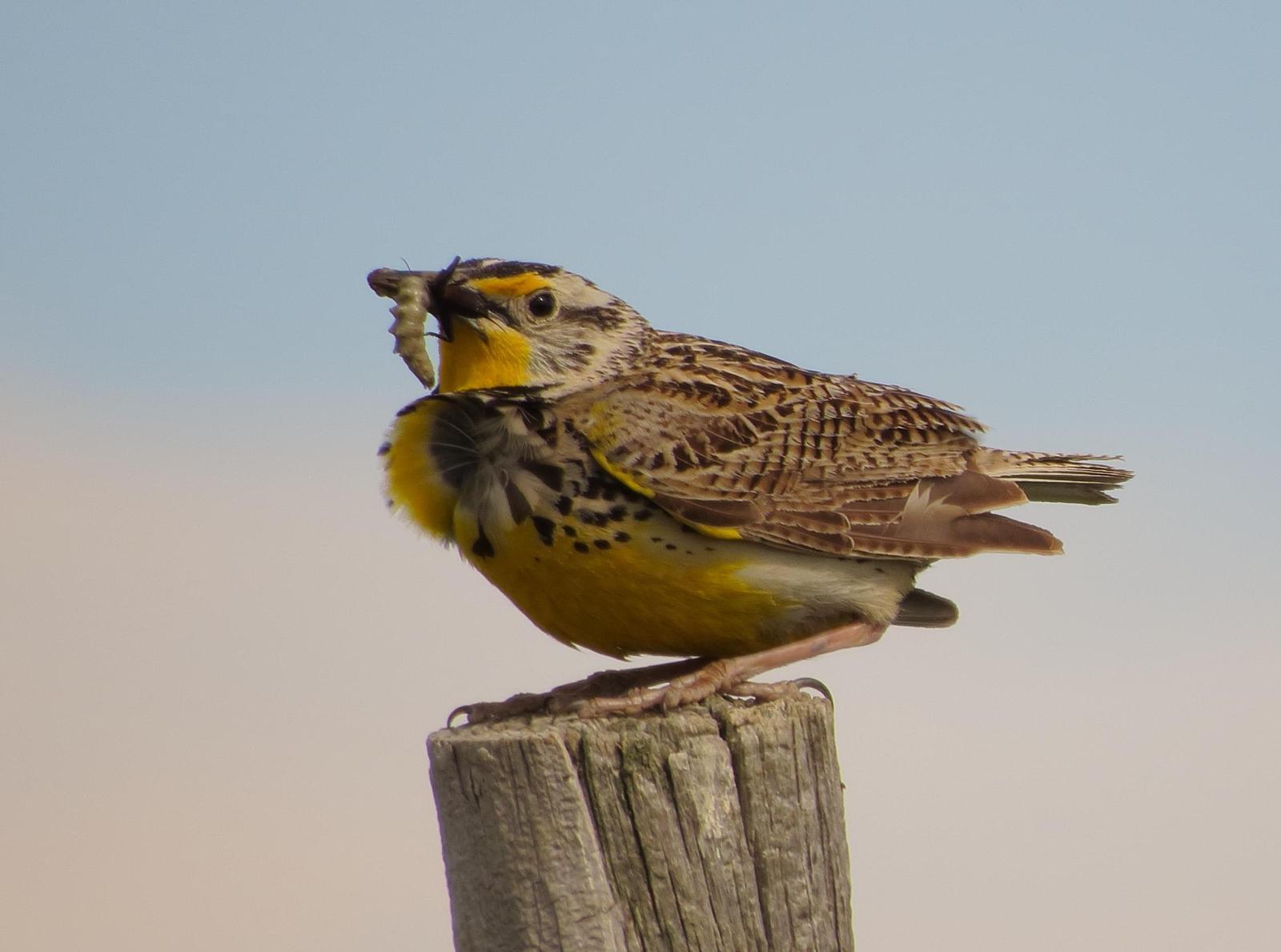 Western Meadowlark Photo by Kent Jensen
