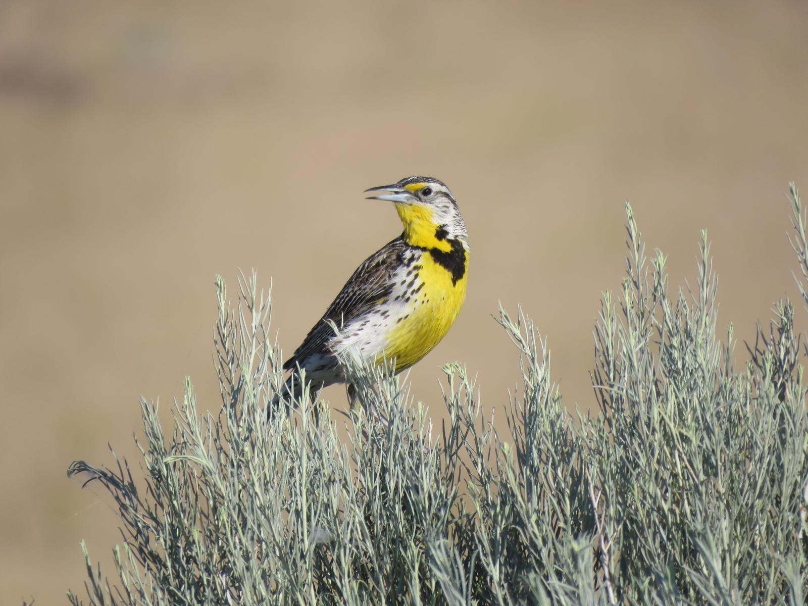 Western Meadowlark Photo by Nolan Keyes