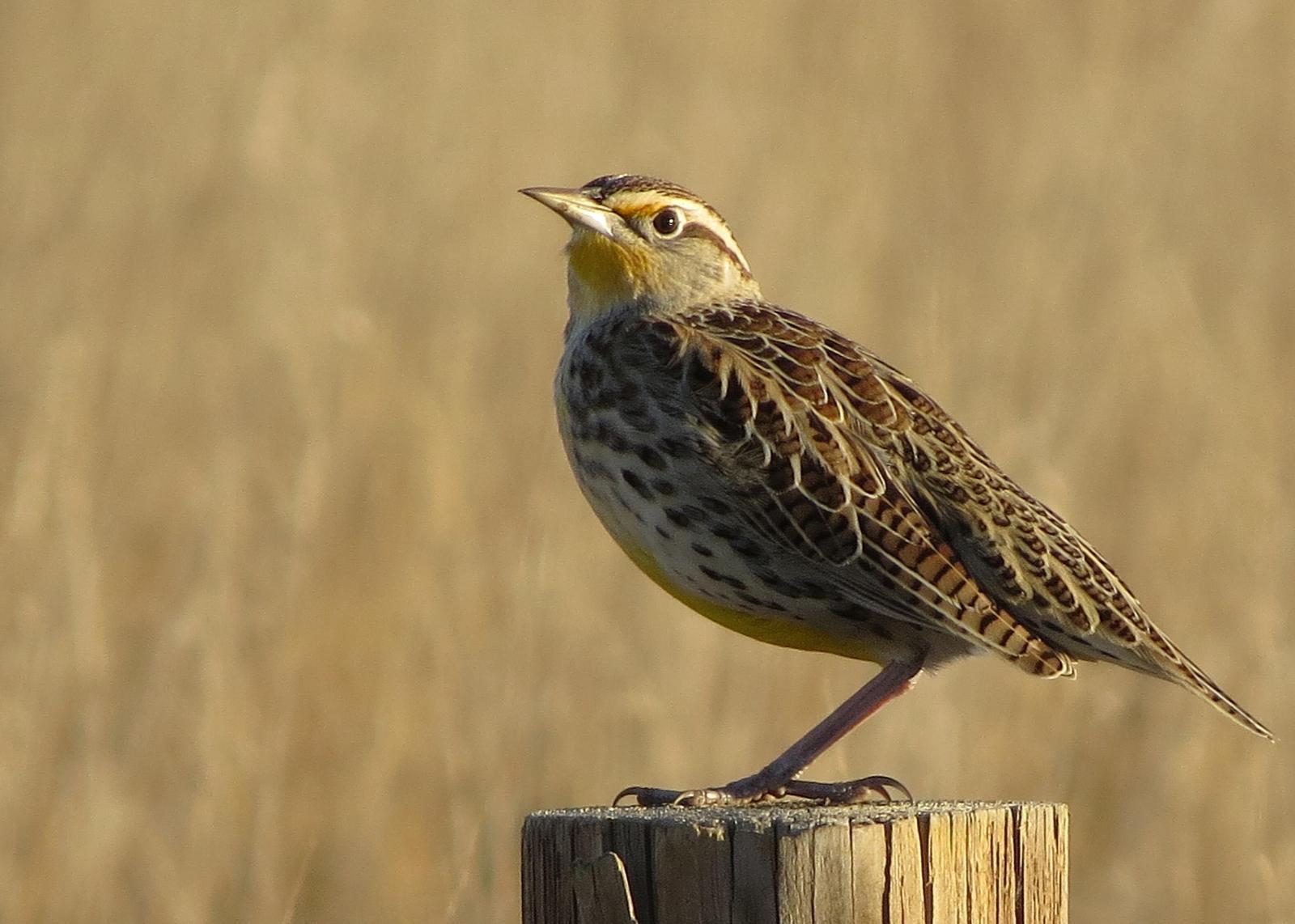 Western Meadowlark Photo by Kelly Preheim