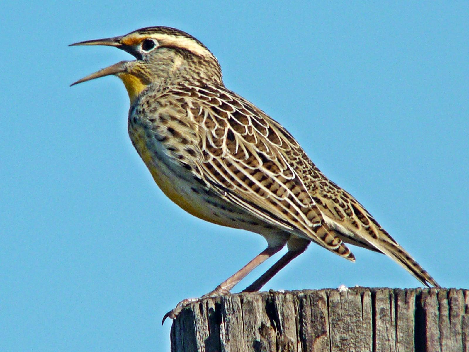 Western Meadowlark Photo by Bob Neugebauer