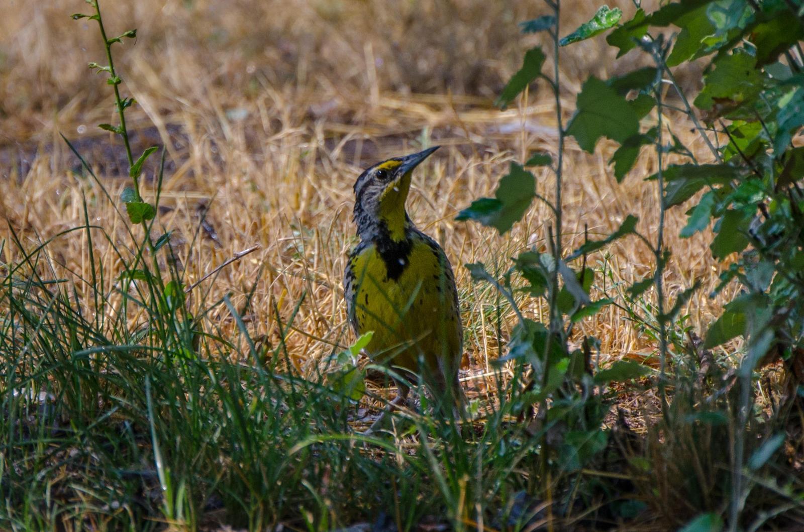 Western Meadowlark Photo by Scott Yerges