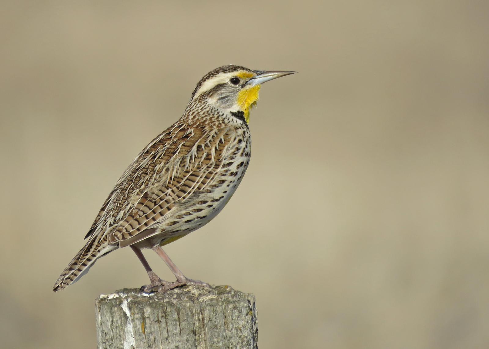 Western Meadowlark Photo by Kelly Preheim