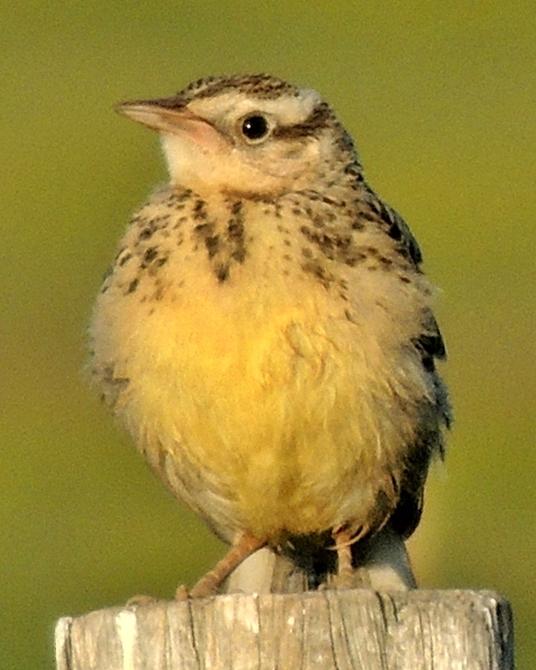 Western Meadowlark Photo by Bob Pruner