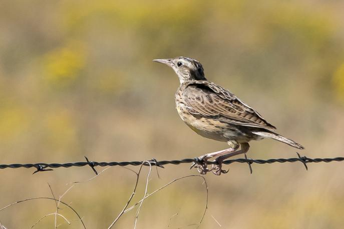 Western Meadowlark Photo by Gerald Hoekstra