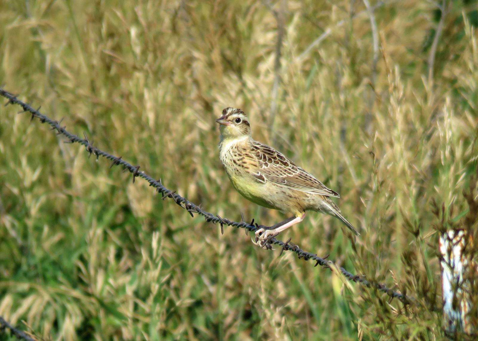 Western Meadowlark Photo by Kelly Preheim