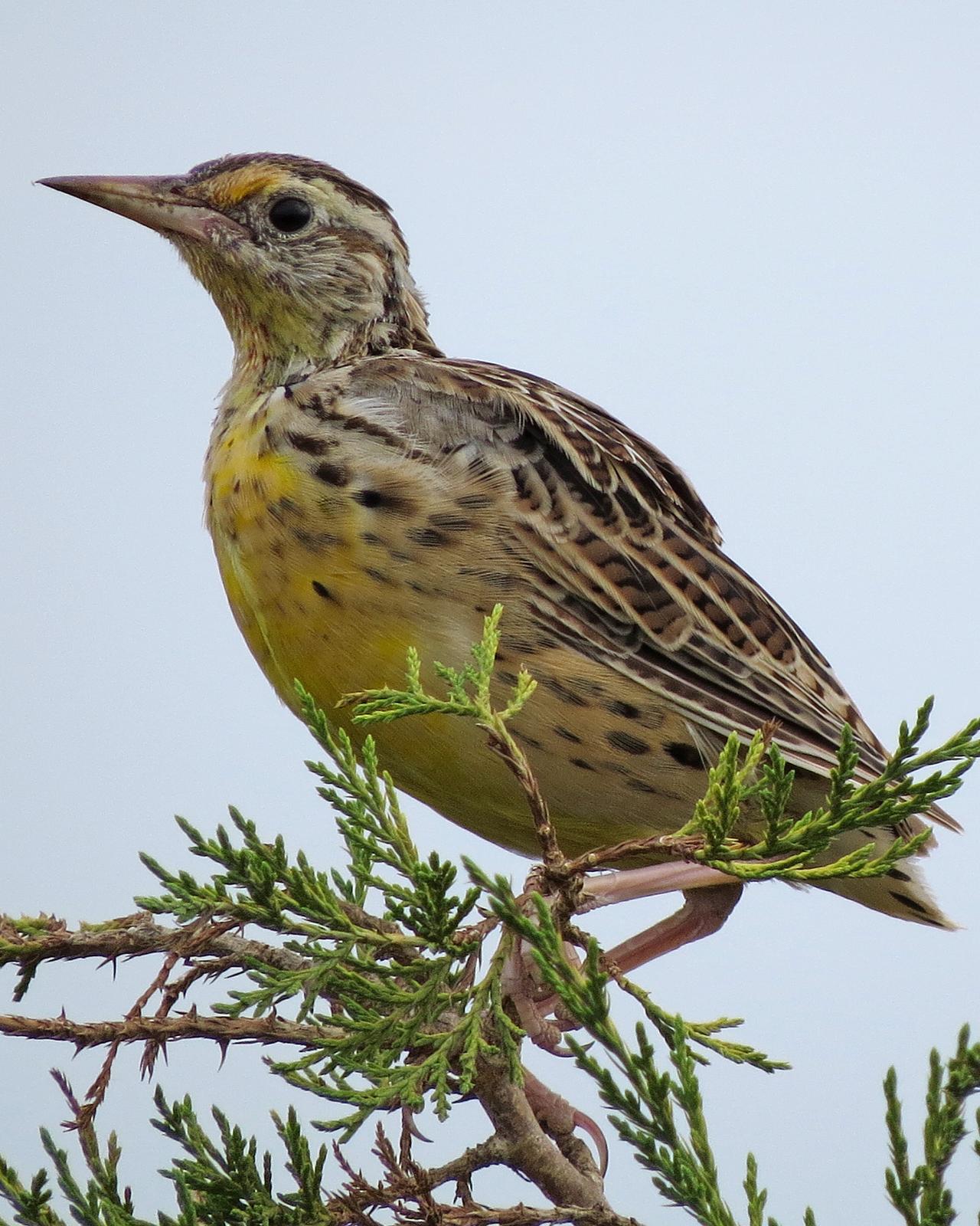 Western Meadowlark Photo by Kelly Preheim