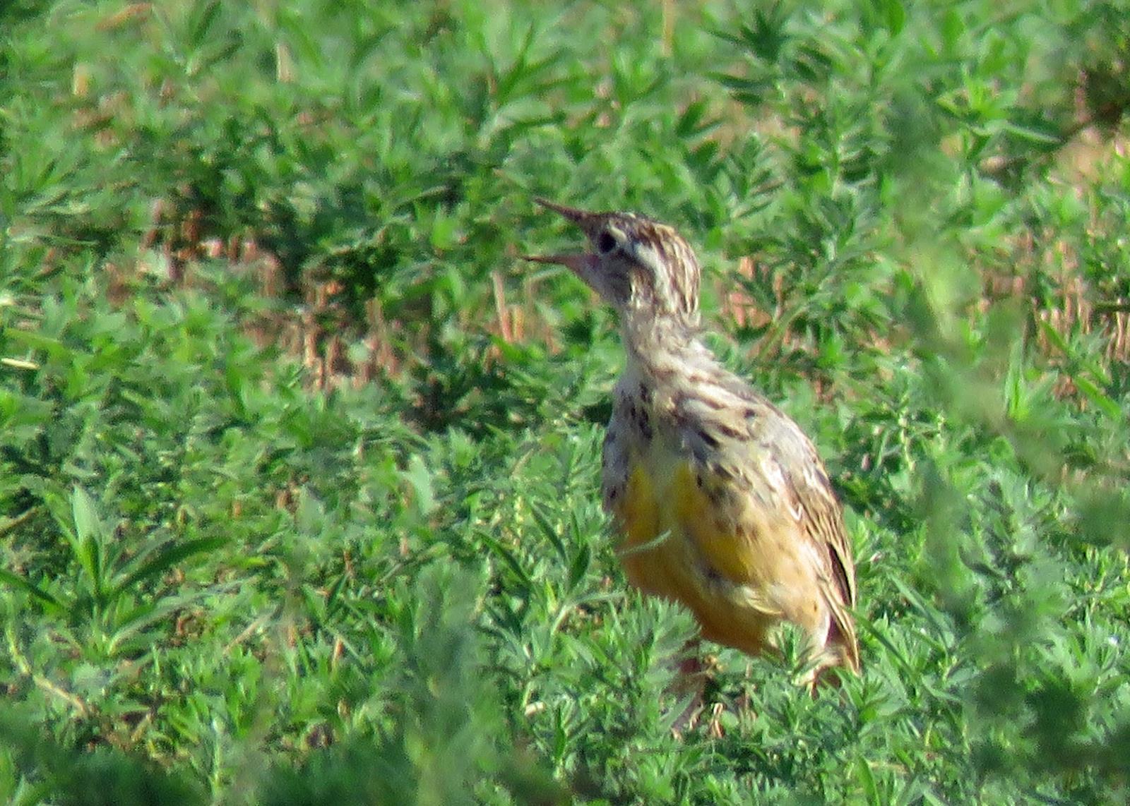 Western Meadowlark Photo by Kelly Preheim