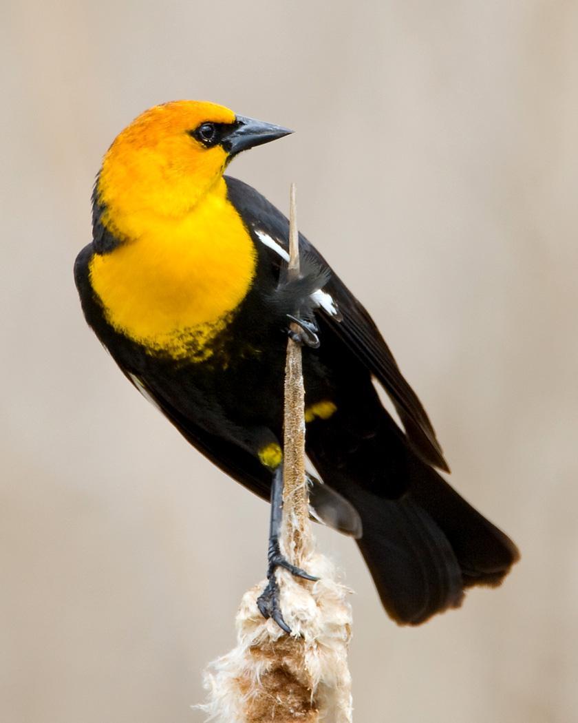 Yellow-headed Blackbird Photo by Josh Haas