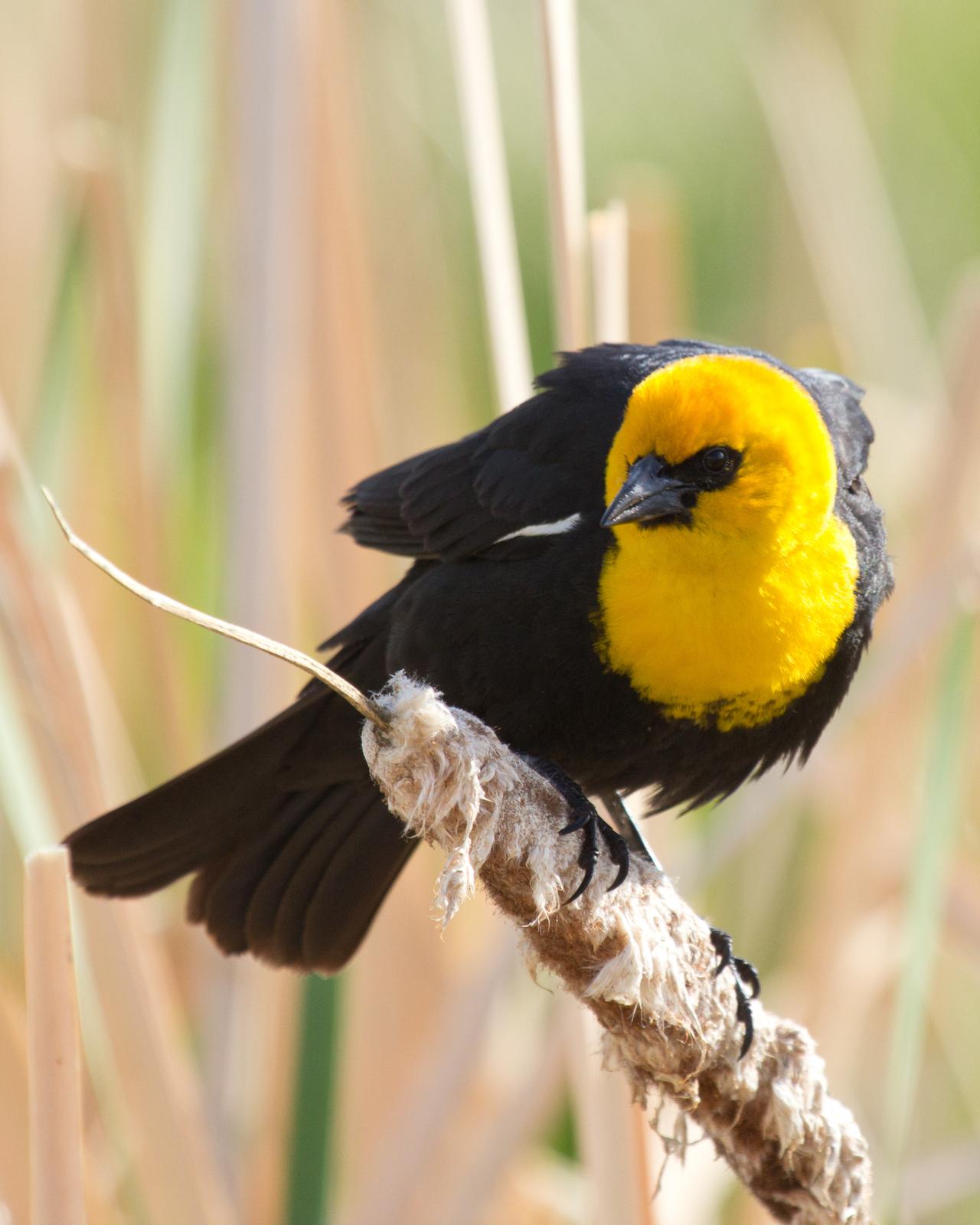 Yellow-headed Blackbird Photo by Anita Strawn de Ojeda