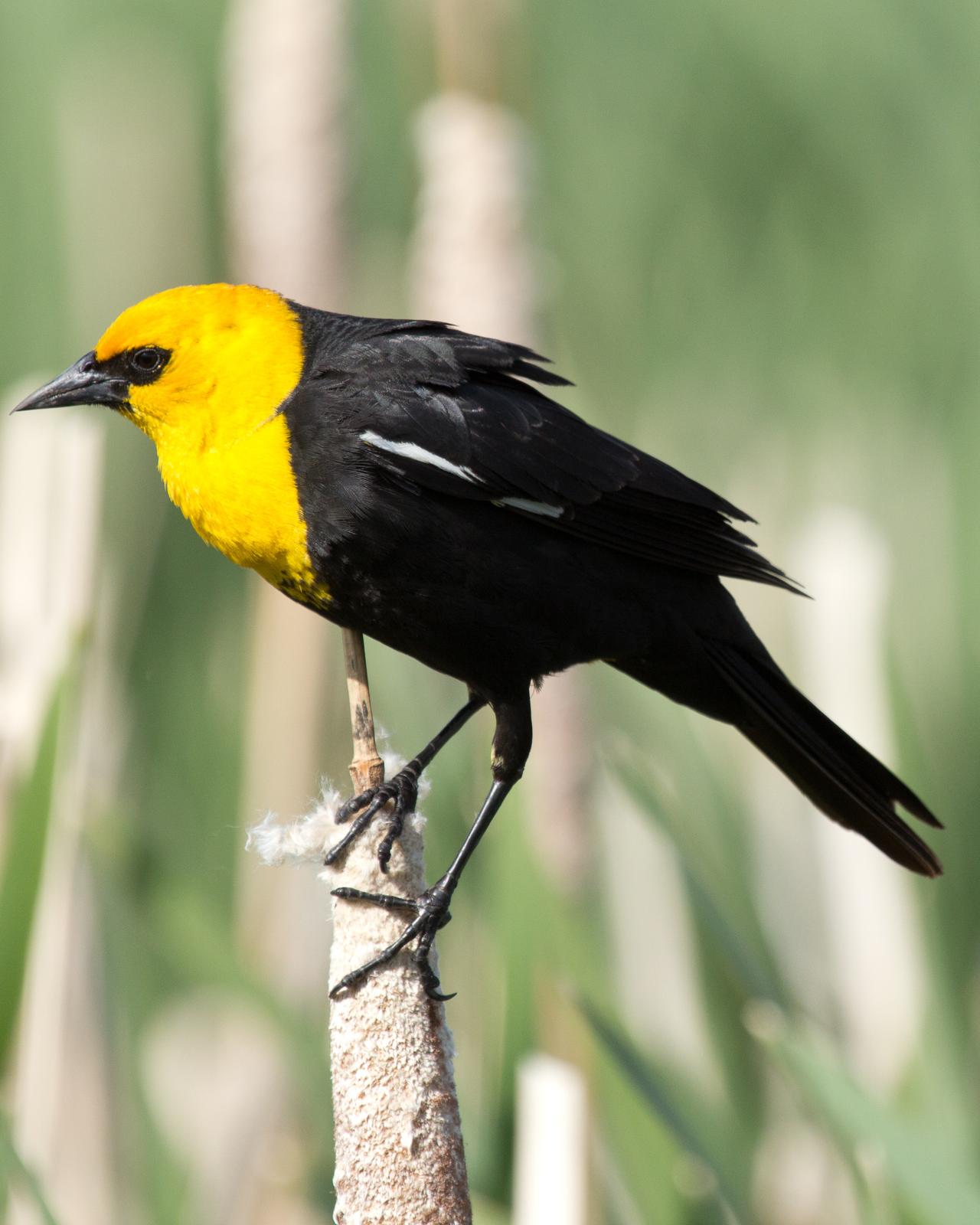 Yellow-headed Blackbird Photo by Anita Strawn de Ojeda