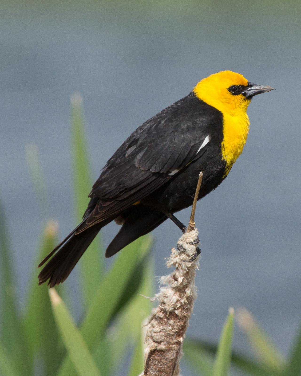 Yellow-headed Blackbird Photo by Anita Strawn de Ojeda
