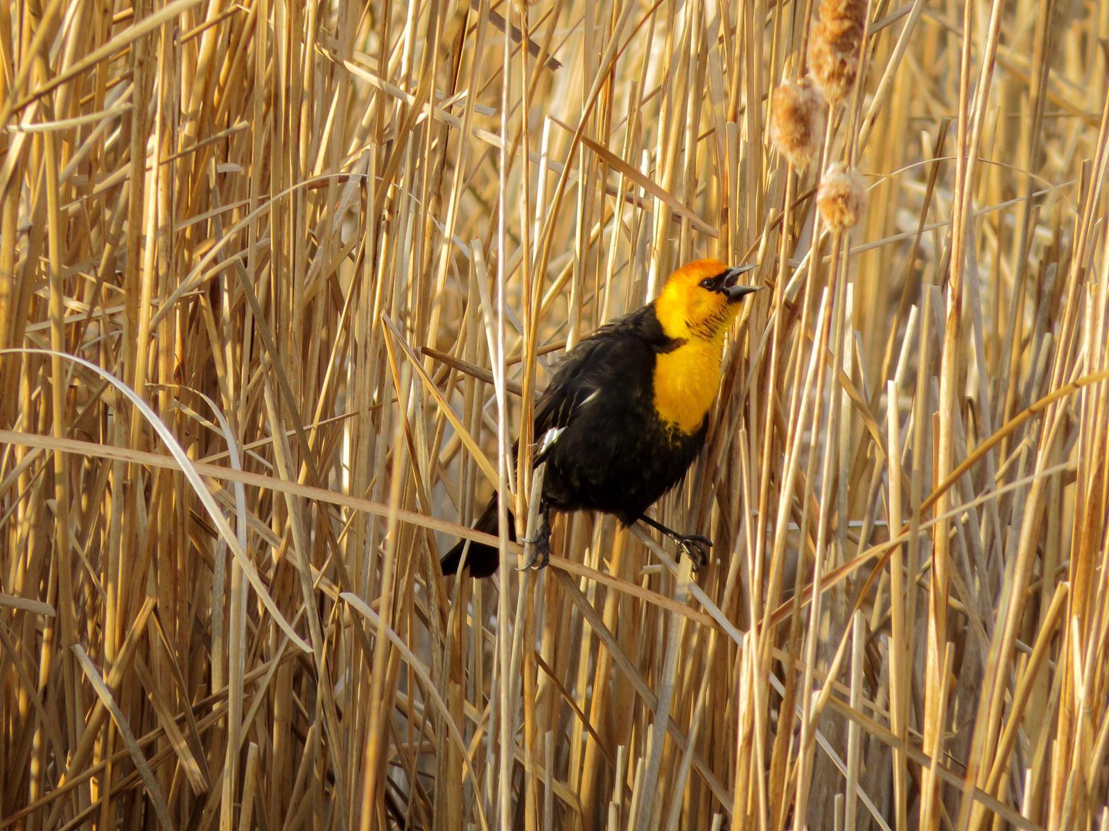 Yellow-headed Blackbird Photo by Kent Jensen