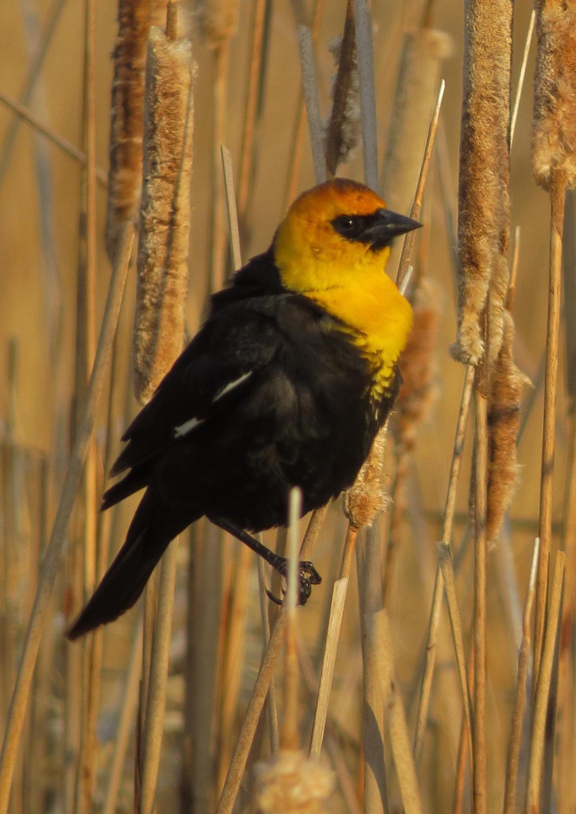 Yellow-headed Blackbird Photo by Kent Jensen