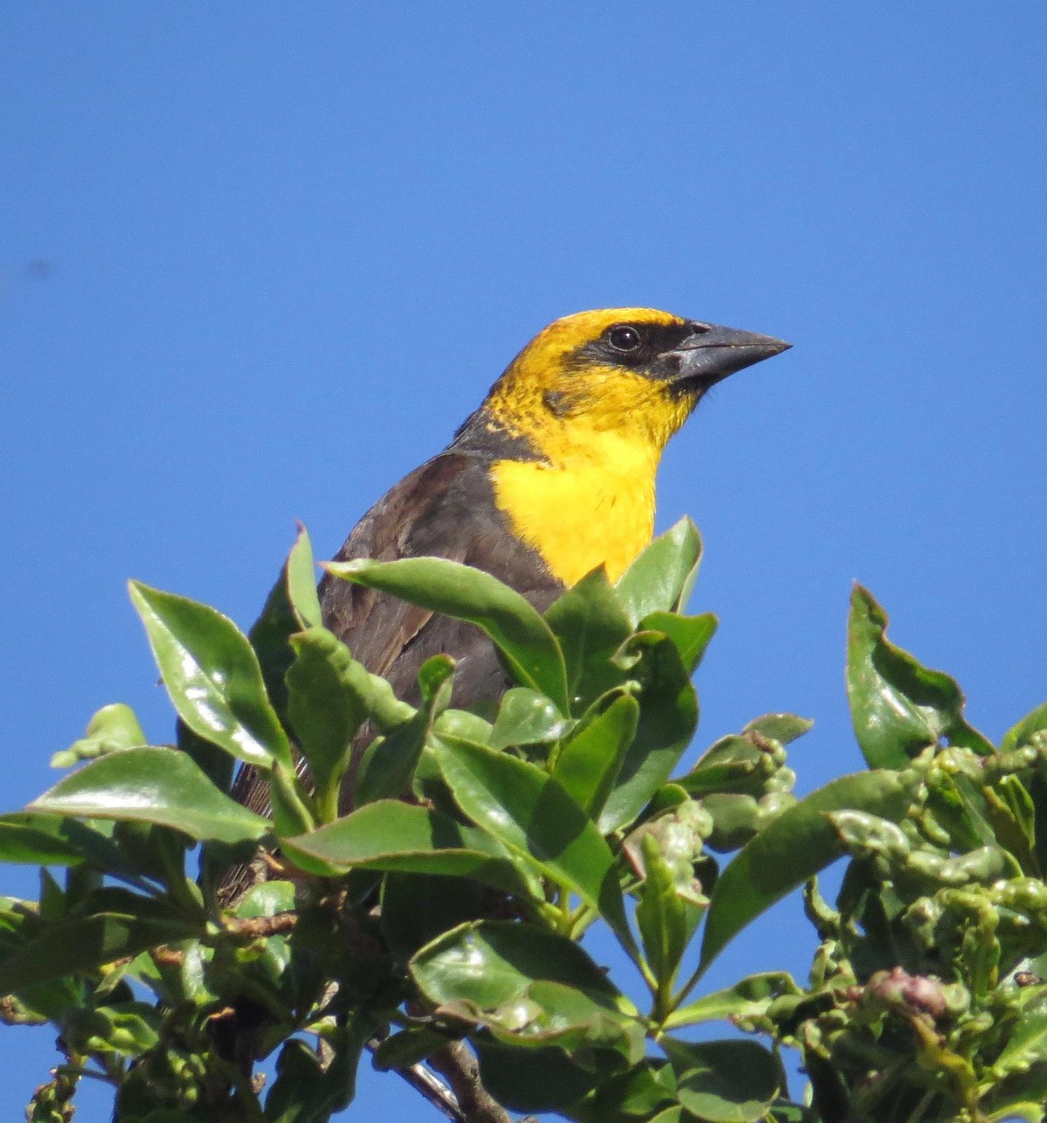 Yellow-headed Blackbird Photo by Don Glasco