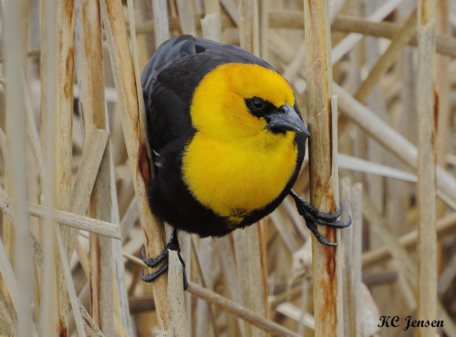 Yellow-headed Blackbird Photo by Kent Jensen