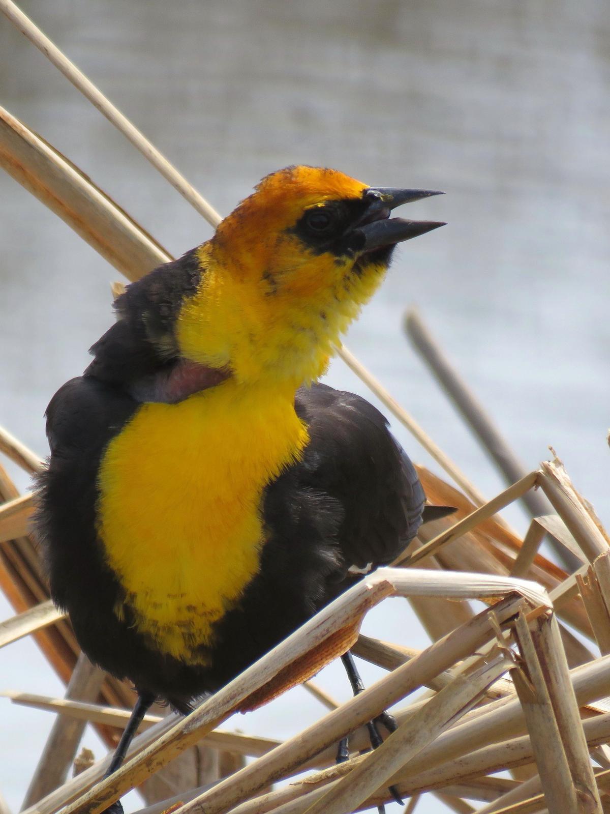 Yellow-headed Blackbird Photo by Kent Jensen